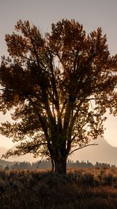 Preview wallpaper tree, field, sun, twilight, landscape