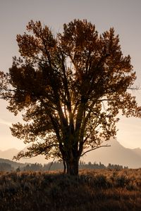Preview wallpaper tree, field, sun, twilight, landscape