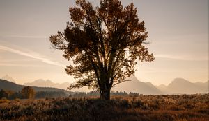 Preview wallpaper tree, field, sun, twilight, landscape