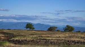 Preview wallpaper tree, field, vastness, grass, sky