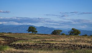 Preview wallpaper tree, field, vastness, grass, sky