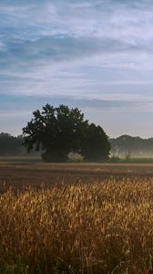 Preview wallpaper tree, field, wheat, nature