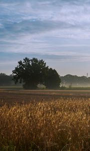 Preview wallpaper tree, field, wheat, nature