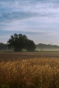 Preview wallpaper tree, field, wheat, nature