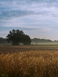 Preview wallpaper tree, field, wheat, nature
