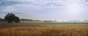 Preview wallpaper tree, field, wheat, nature