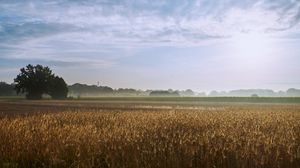 Preview wallpaper tree, field, wheat, nature