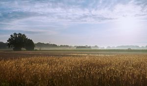 Preview wallpaper tree, field, wheat, nature