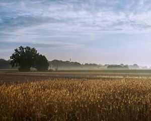 Preview wallpaper tree, field, wheat, nature