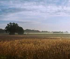 Preview wallpaper tree, field, wheat, nature