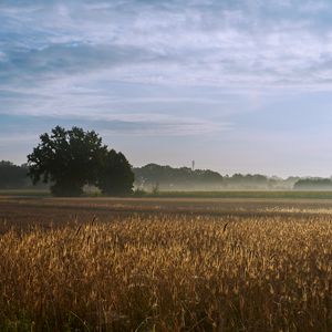 Preview wallpaper tree, field, wheat, nature