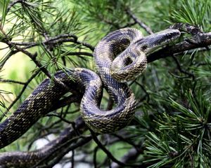 Preview wallpaper tree, fir, branches, snake