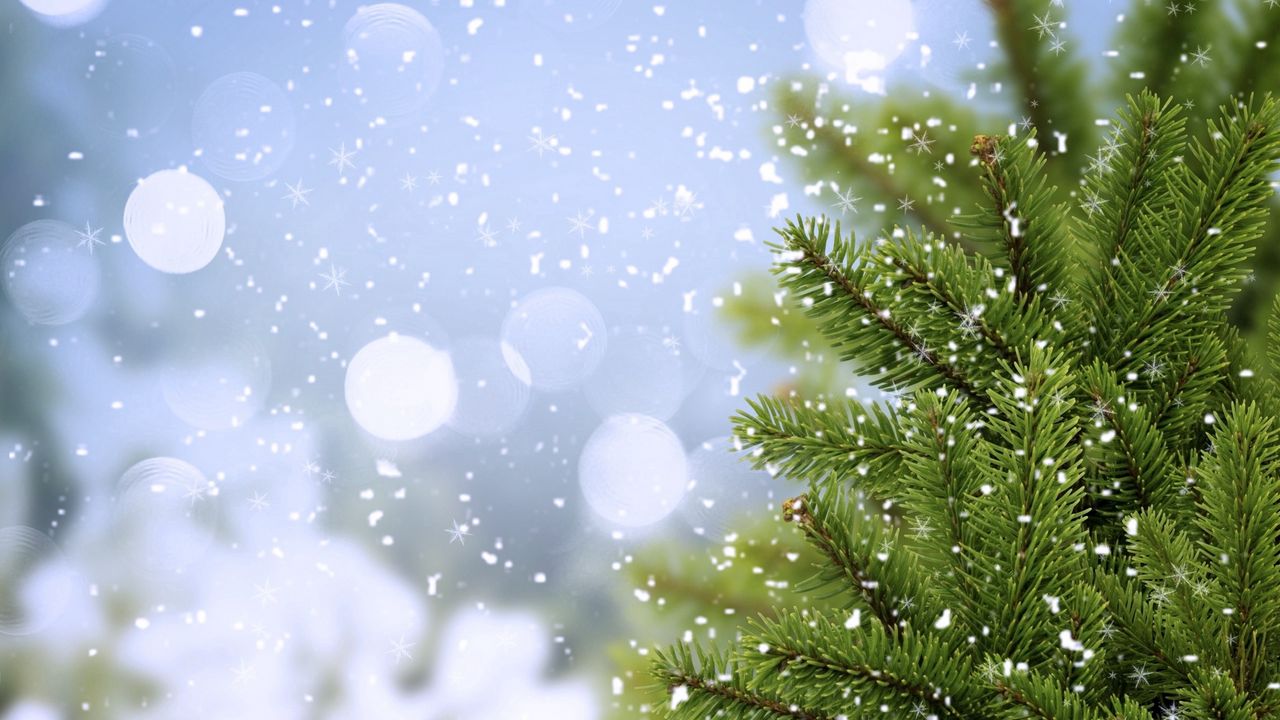 Wallpaper tree, fir, snow