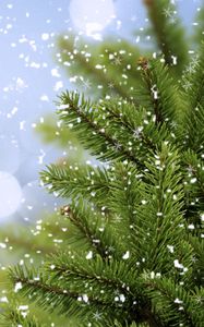 Preview wallpaper tree, fir, snow