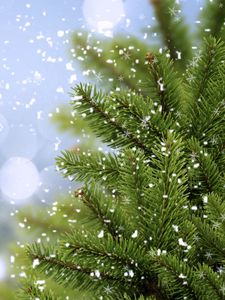 Preview wallpaper tree, fir, snow