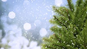 Preview wallpaper tree, fir, snow