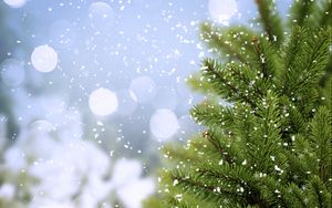 Preview wallpaper tree, fir, snow