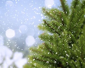 Preview wallpaper tree, fir, snow