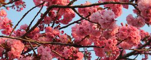 Preview wallpaper tree, flower, bloom, spring