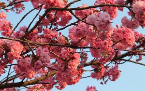 Preview wallpaper tree, flower, bloom, spring