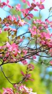 Preview wallpaper tree, flower, bloom, branch