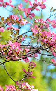 Preview wallpaper tree, flower, bloom, branch