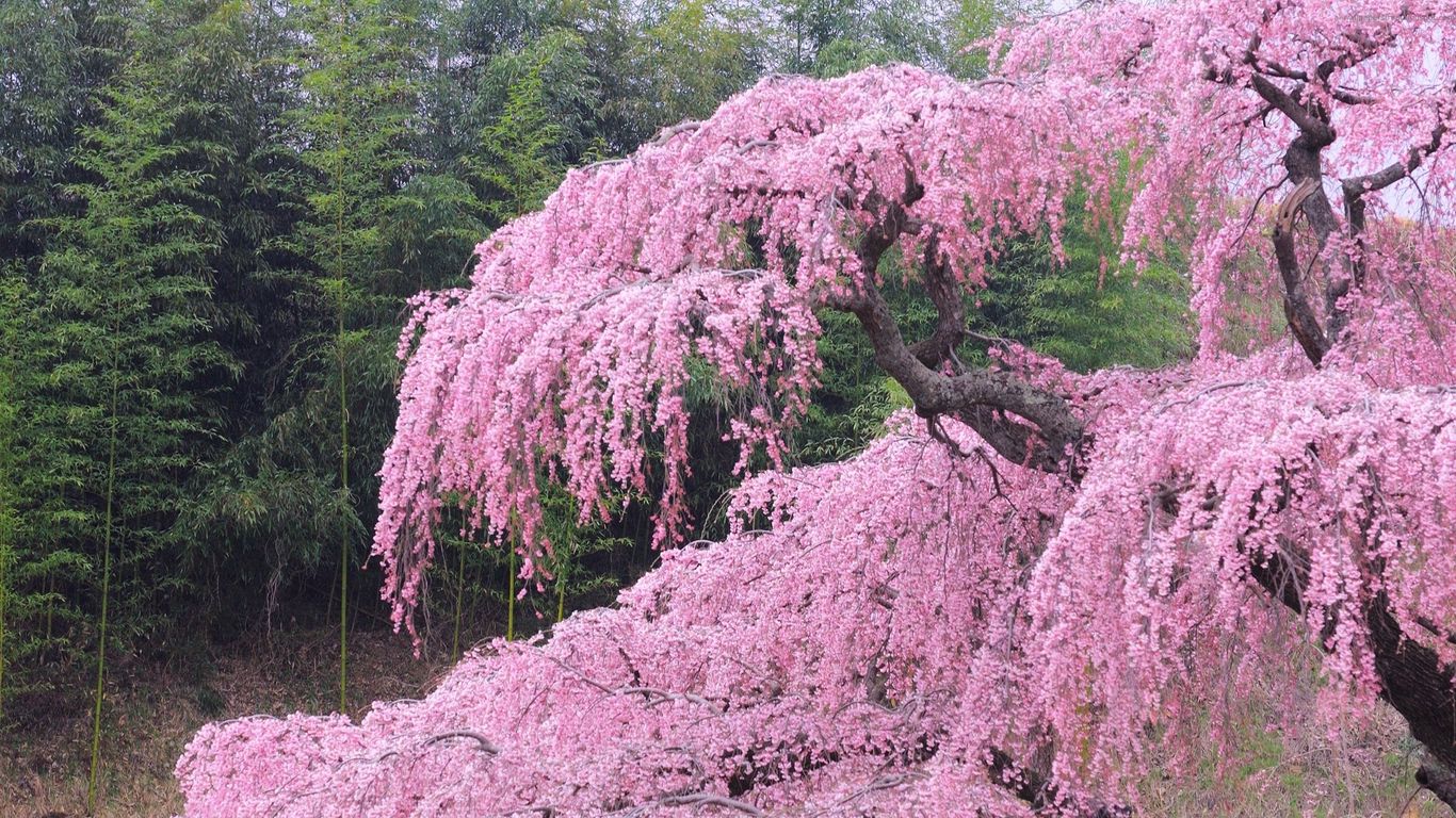 Download wallpaper 1366x768 tree, flower, bloom, spring tablet, laptop ...