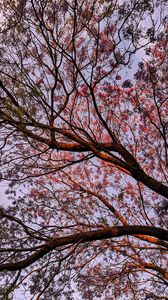 Preview wallpaper tree, flowering, leaves, branches