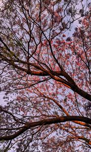 Preview wallpaper tree, flowering, leaves, branches