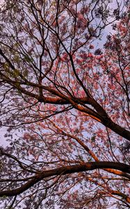 Preview wallpaper tree, flowering, leaves, branches