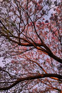 Preview wallpaper tree, flowering, leaves, branches