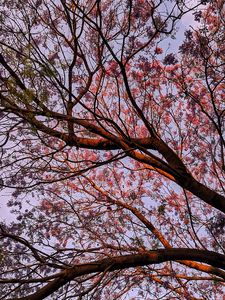 Preview wallpaper tree, flowering, leaves, branches
