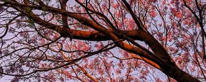 Preview wallpaper tree, flowering, leaves, branches