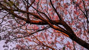 Preview wallpaper tree, flowering, leaves, branches