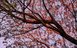 Preview wallpaper tree, flowering, leaves, branches