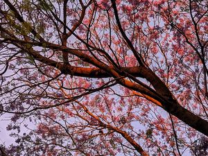 Preview wallpaper tree, flowering, leaves, branches