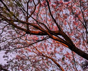 Preview wallpaper tree, flowering, leaves, branches