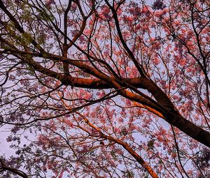 Preview wallpaper tree, flowering, leaves, branches