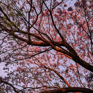 Preview wallpaper tree, flowering, leaves, branches