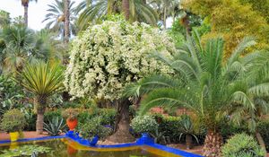 Preview wallpaper tree, flowering, pond, water-lilies, variety, cloudy