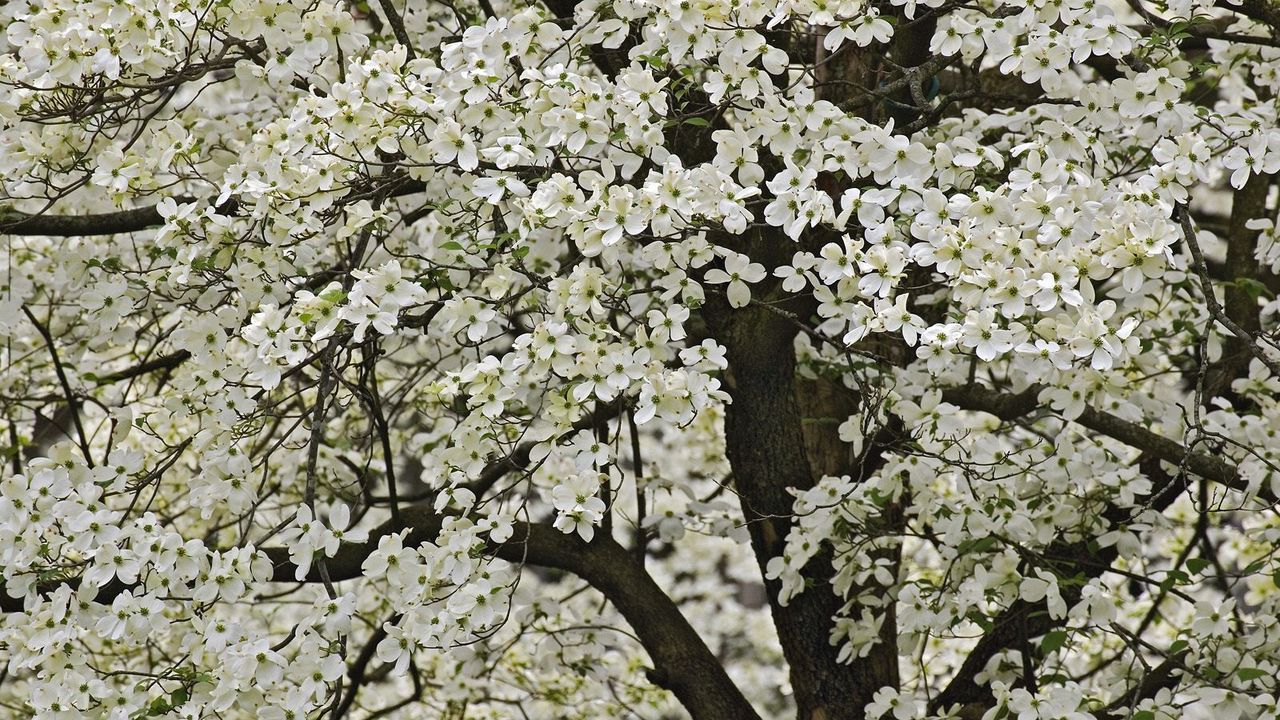 Wallpaper tree, flowering, spring, flowers, kentucki, garden