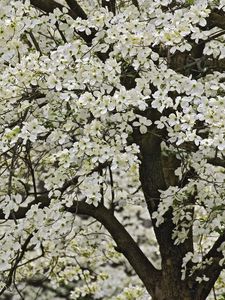 Preview wallpaper tree, flowering, spring, flowers, kentucki, garden
