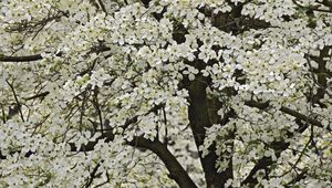 Preview wallpaper tree, flowering, spring, flowers, kentucki, garden