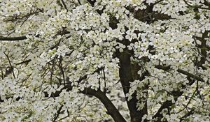 Preview wallpaper tree, flowering, spring, flowers, kentucki, garden