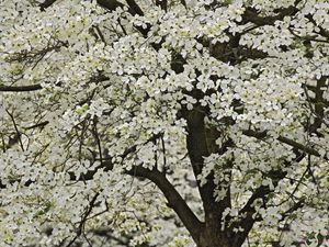 Preview wallpaper tree, flowering, spring, flowers, kentucki, garden