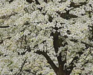 Preview wallpaper tree, flowering, spring, flowers, kentucki, garden