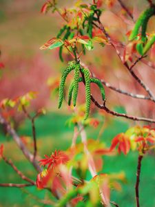 Preview wallpaper tree, flowering, spring, nut
