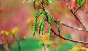 Preview wallpaper tree, flowering, spring, nut