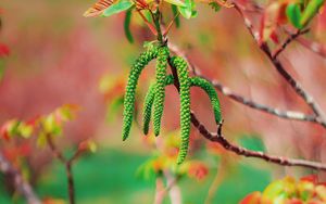 Preview wallpaper tree, flowering, spring, nut