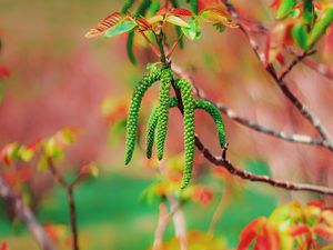 Preview wallpaper tree, flowering, spring, nut